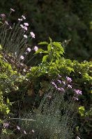 Alpine Pinks, alps, botany, wild, garden, carnation, alpine, bright, swiss, flora, switzerland, reproduction, alpinus, mountains, sunshine, native, informal, bank, pollination, dianthus, wildflower, flower, bloom, pink, grass, slope