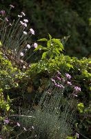 Alpine Pinks, alps, botany, wild, garden, carnation, alpine, bright, swiss, flora, switzerland, reproduction, alpinus, mountains, sunshine, native, informal, bank, pollination, dianthus, wildflower, flower, bloom, pink, grass, slope