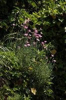 Alpine pinks on bank in Berschis, Switzerland, pink, spring, carnation, apine, flower, garden, berschis, switzerland