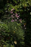 Alpine pinks on bank in Berschis, Switzerland, pink, spring, carnation, apine, flower, garden, berschis, switzerland