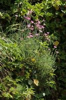 Alpine pinks on bank in Berschis, Switzerland, pink, spring, carnation, apine, flower, garden, berschis, switzerland