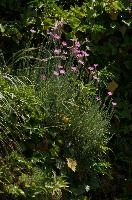 Alpine pinks on bank in Berschis, Switzerland, pink, spring, carnation, apine, flower, garden, berschis, switzerland