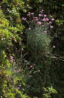 Alpine pinks on bank in Berschis, Switzerland, pink, spring, carnation, apine, flower, garden, berschis, switzerland
