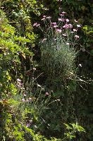 Alpine pinks on bank in Berschis, Switzerland, pink, spring, carnation, apine, flower, garden, berschis, switzerland