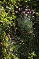Alpine pinks on bank in Berschis, Switzerland, pink, spring, carnation, apine, flower, garden, berschis, switzerland