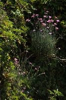 Alpine pinks on bank in Berschis, Switzerland, pink, spring, carnation, apine, flower, garden, berschis, switzerland