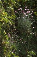 Alpine pinks on bank in Berschis, Switzerland, pink, spring, carnation, apine, flower, garden, berschis, switzerland