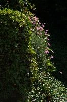 Alpine pinks on bank in Berschis, Switzerland, pink, spring, carnation, apine, flower, garden, berschis, switzerland