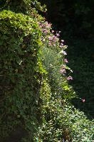 Alpine pinks on bank in Berschis, Switzerland, pink, spring, carnation, apine, flower, garden, berschis, switzerland