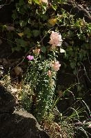 dsc_260574.jpg