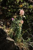 dsc_260575.jpg