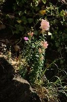 dsc_260576.jpg