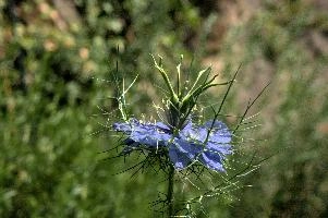 dsc_261324.jpg