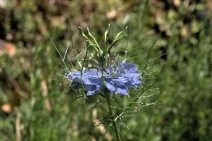 dsc_261337.jpg