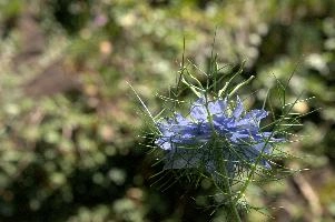 dsc_261356.jpg
