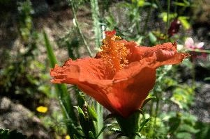 dsc_261370.jpg