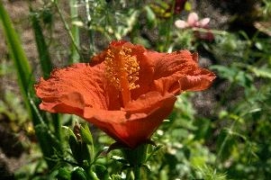 dsc_261373.jpg
