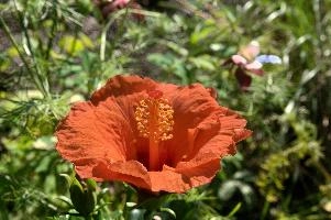 dsc_261381.jpg