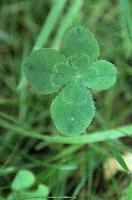 4-leaved clover in Berschis lawn, Switzerland, null