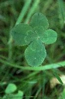 4-leaved clover in Berschis lawn, Switzerland, null
