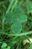 4-leaved clover in Berschis lawn, Switzerland, null
