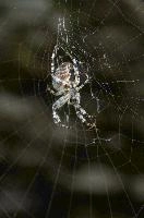 dsc_269897_4004922.jpg