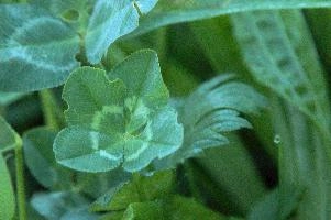 4-leaved clover, Switzerland, europe, switzerland, sankt, gallen, walenstadt, clover, lucky, rare, 4-leaved, four, leafed, leaf