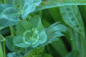 4-leaved clover, Switzerland, europe, switzerland, sankt, gallen, walenstadt, clover, lucky, rare, 4-leaved, four, leafed, leaf