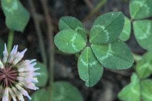 5-leaved clover, Switzerland, europe, switzerland, sankt, gallen, walenstadt, clover, lucky, rare, 5-leaved, five, leafed, leaf