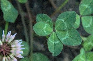 5-leaved clover, Switzerland, europe, switzerland, sankt, gallen, walenstadt, clover, lucky, rare, 5-leaved, five, leafed, leaf