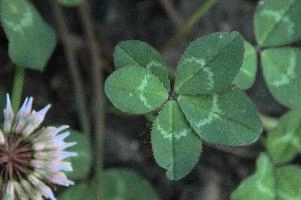 5-leaved clover, Switzerland, europe, switzerland, sankt, gallen, walenstadt, clover, lucky, rare, 5-leaved, five, leafed, leaf