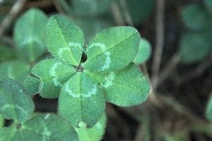 5-leaved clover, Switzerland, europe, switzerland, sankt, gallen, walenstadt, clover, lucky, rare, 5-leaved, five, leafed, leaf