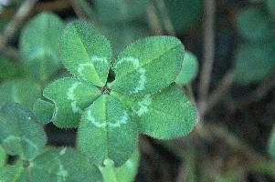 5-leaved clover, Switzerland, europe, switzerland, sankt, gallen, walenstadt, clover, lucky, rare, 5-leaved, five, leafed, leaf