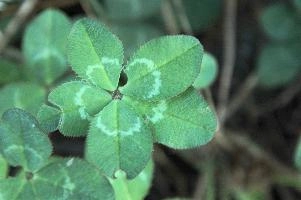 5-leaved clover, Switzerland, europe, switzerland, sankt, gallen, walenstadt, clover, lucky, rare, 5-leaved, five, leafed, leaf