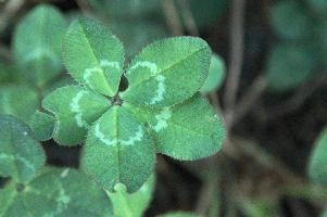 5-leaved clover, Switzerland, europe, switzerland, sankt, gallen, walenstadt, clover, lucky, rare, 5-leaved, five, leafed, leaf
