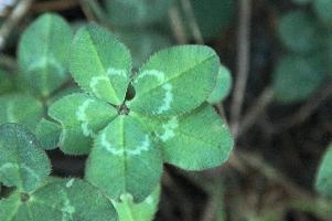 5-leaved clover, Switzerland, europe, switzerland, sankt, gallen, walenstadt, clover, lucky, rare, 5-leaved, five, leafed, leaf