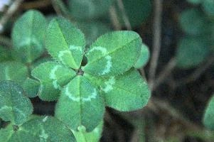 5-leaved clover, Switzerland, europe, switzerland, sankt, gallen, walenstadt, clover, lucky, rare, 5-leaved, five, leafed, leaf