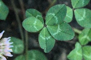 5-leaved clover, Switzerland, europe, switzerland, sankt, gallen, walenstadt, clover, lucky, rare, 5-leaved, five, leafed, leaf
