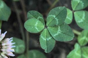 5-leaved clover, Switzerland, europe, switzerland, sankt, gallen, walenstadt, clover, lucky, rare, 5-leaved, five, leafed, leaf
