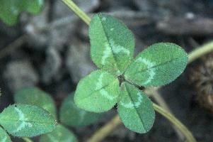 4-leaved clover, Switzerland, europe, switzerland, sankt, gallen, walenstadt, clover, lucky, rare, 4-leaved, four, leafed, leaf
