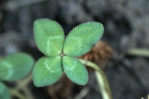 4-leaved clover, Switzerland, europe, switzerland, sankt, gallen, walenstadt, clover, lucky, rare, 4-leaved, four, leafed, leaf