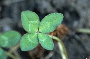 4-leaved clover, Switzerland, europe, switzerland, sankt, gallen, walenstadt, clover, lucky, rare, 4-leaved, four, leafed, leaf