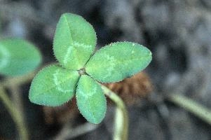 4-leaved clover, Switzerland, europe, switzerland, sankt, gallen, walenstadt, clover, lucky, rare, 4-leaved, four, leafed, leaf