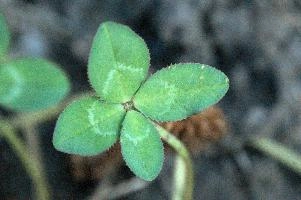 4-leaved clover, Switzerland, europe, switzerland, sankt, gallen, walenstadt, clover, lucky, rare, 4-leaved, four, leafed, leaf