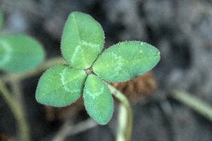 4-leaved clover, Switzerland, europe, switzerland, sankt, gallen, walenstadt, clover, lucky, rare, 4-leaved, four, leafed, leaf