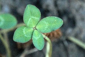 4-leaved clover, Switzerland, europe, switzerland, sankt, gallen, walenstadt, clover, lucky, rare, 4-leaved, four, leafed, leaf