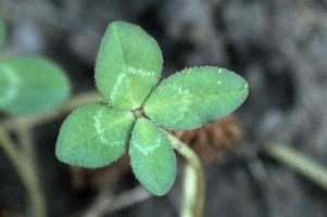 4-leaved clover, Switzerland, europe, switzerland, sankt, gallen, walenstadt, clover, lucky, rare, 4-leaved, four, leafed, leaf