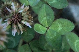 4-leaved clover, Switzerland, europe, switzerland, sankt, gallen, walenstadt, clover, lucky, rare, 4-leaved, four, leafed, leaf