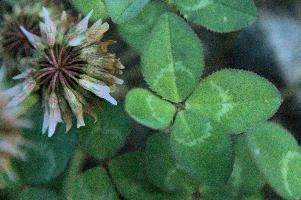 4-leaved clover, Switzerland, europe, switzerland, sankt, gallen, walenstadt, clover, lucky, rare, 4-leaved, four, leafed, leaf