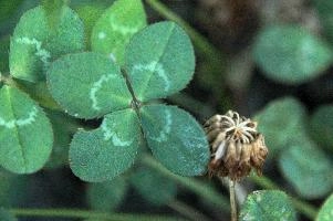 4-leaved clover, Switzerland, europe, switzerland, sankt, gallen, walenstadt, clover, lucky, rare, 4-leaved, four, leafed, leaf